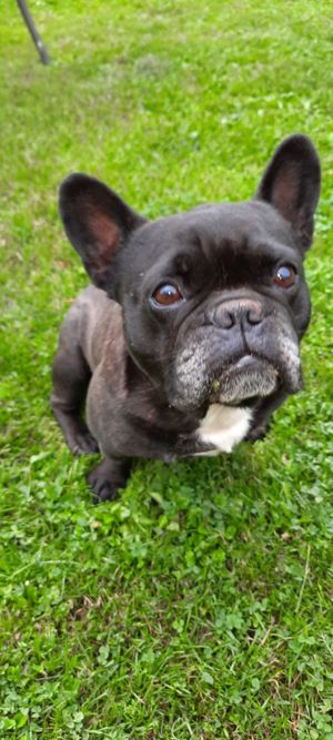 französische Bulldogge, Rüde 