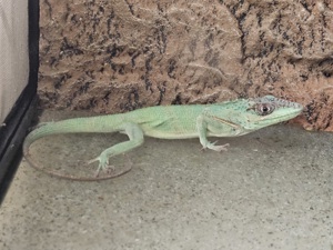 Ritteranolis Pärchen (Anolis Equestries) Bild 2