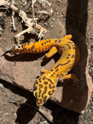 1.0 High contrast Tremper Albino Leopardgecko