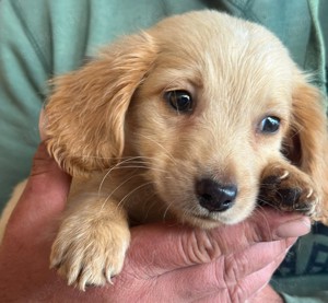 Murphy mit den Flauschiohren