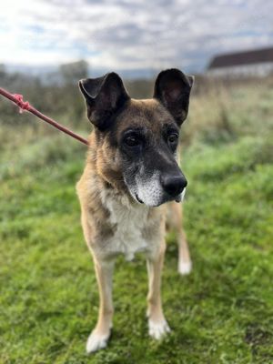 Hübscher Schäferhund Mischling Toffifee