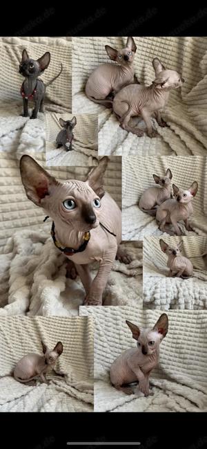 Canadian Sphynx Kitten 