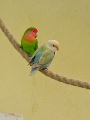 Unzertrennliche Agaporniden Rosenköpfchen abzugeben  Bild 2