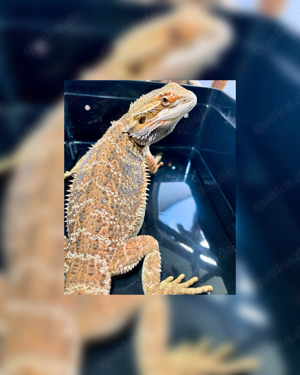 No1 Bartagamen male (pogona vitticeps) NZ 5.2024