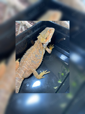 No2 Bartagamen male (pogona vitticeps) NZ 5.2024