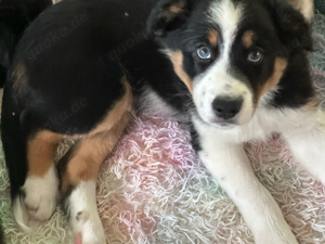 Australian Sheperd X Border  Collie Welpen