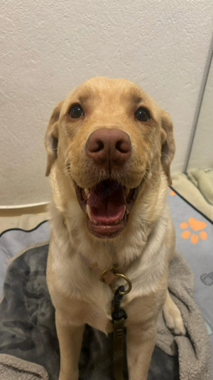 Mr. Buddy, besonderer Labrador, 3 Jahre *in 59192 Bergkamen*