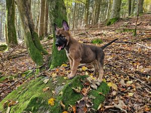 X- Herder  Mali welpen suchen neuen Wirkungskreis 