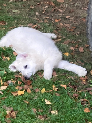 kuvasz welpen VDH Ahnentafel 