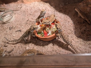 Bartagamen  3farbige Pogona Vitticeps Jungtiere,   Keine Zwerg Bartagamen  