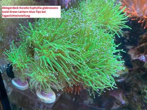 Meerwasser Koralle Euphyllia glabrenscens "toxid Green Lantern blue Tips"Meerwasser private Korallen