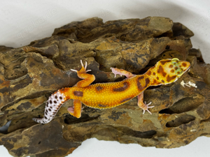 Leopardgecko Weibchen 0.1