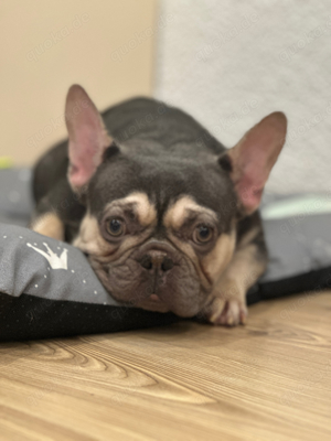 französische bulldogge hündin lilac tan platz vor preis 