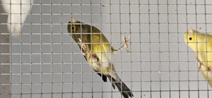Harzerroller 