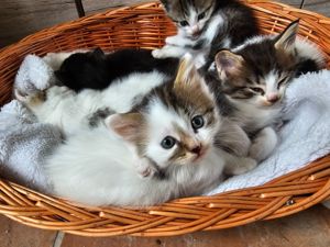 Maine coon Kitten 