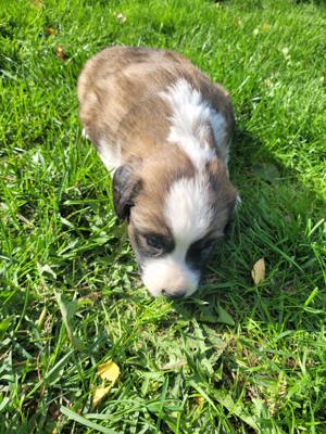 Bernhardiner Bärenhund Welpen