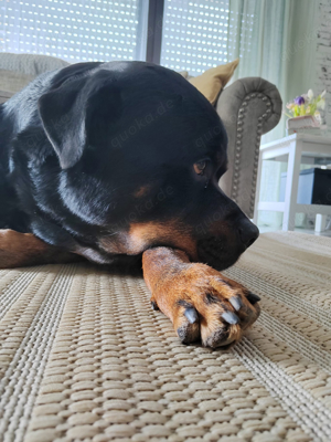 Suchen ein neues Zuhause für unseren Rottweiler