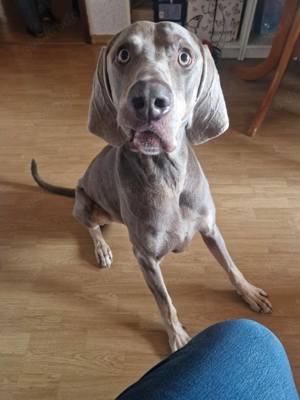 Grizzly - Rüde Bild 2