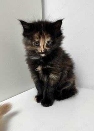 Reinrassige Maine Coon  Kitten