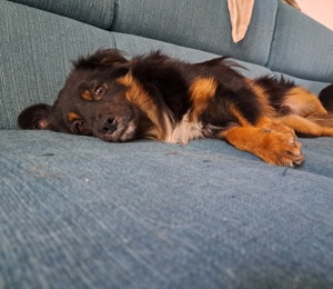 Buddy sucht noch ein schönes Zuhause 