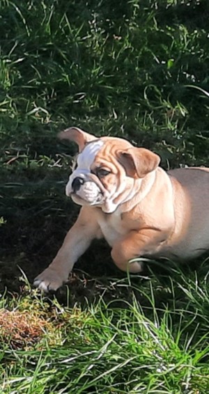 New Englische bulldoggen 