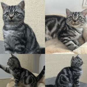 BKH Kitten Kater mit Stammbaum sucht neuen Wirkungskreis