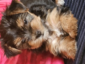 verkaufe Yorkshire Terrier 