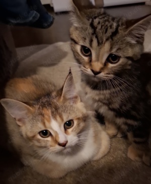 Main Coon - Bkh Kitten Mix