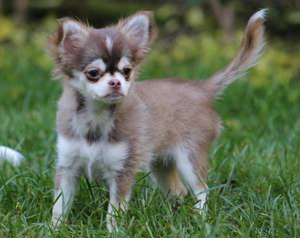 Chihuahua Welpen Langhaar 