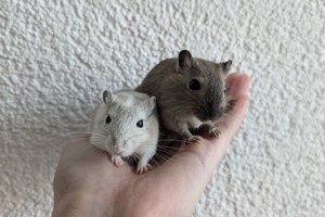 Mongolische Rennmäuse aus seriöser Hobbyzucht (Wüstenrennmäuse, Rennmaus, Gerbil)