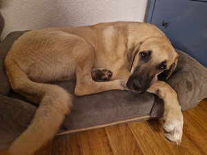 Kangal verschmust sucht neues Zuhause