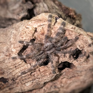 Poecilotheria regalis, Vogelspinnen 