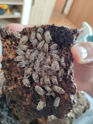 Porcellio Laevis "Panda"