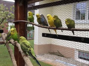 Nestjunge Wellensittiche zu verkaufen Bild 2