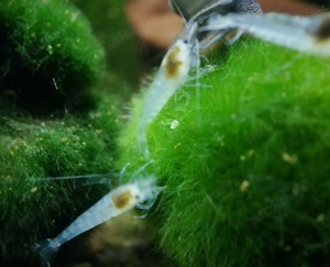 White Pearl Garnelen - Neocaridina palmata - Zwerggarnelen - Nano Bild 2