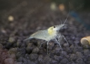 White Pearl Garnelen - Neocaridina palmata - Zwerggarnelen - Nano Bild 4