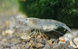 White Pearl Garnelen - Neocaridina palmata - Zwerggarnelen - Nano Bild 3