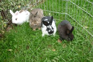 Zwergkaninchen Kastriertes Männchen und Weibchen  Bild 5