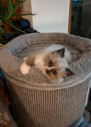 Wunderschöne Ragdoll Birma Mix Kitten 