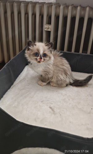 Wunderschöne Ragdoll Birma Mix Kitten 