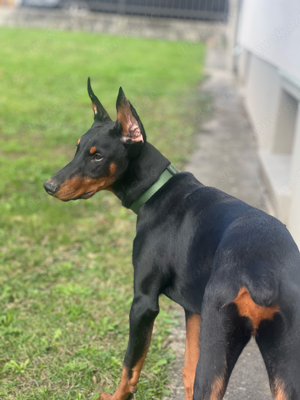 Reinrassige Dobermann Weiblich