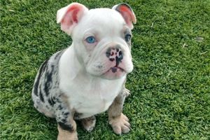 English bulldog welpen mit ahnentafel