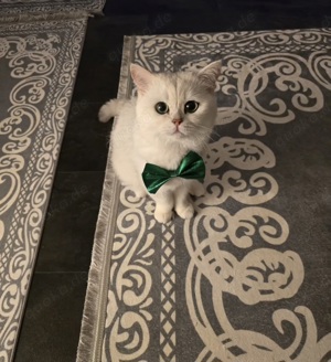 DECKKATER BKH Britische Kurzhaar Kater Bild 3