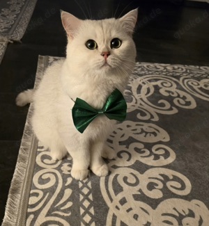 DECKKATER BKH Britische Kurzhaar Kater Bild 2