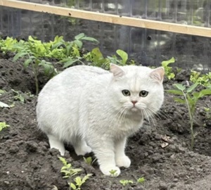 DECKKATER BKH Britische Kurzhaar Kater Bild 4