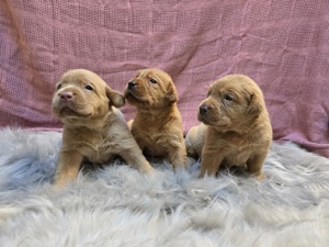 Labrador Welpen in champagner und foxred 