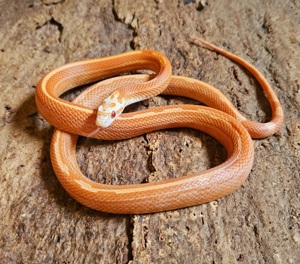 Fire Striped Motley 