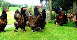 BRUTEIER Brahma gold schwarz gesäumt gsg grosse Rasse  EU CH Bild 2