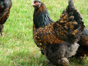 BRUTEIER Brahma gold schwarz gesäumt gsg grosse Rasse  EU CH Bild 3