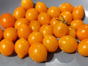 Clementine Cocktailtomate Bio - 10+ Tomatensamen - frühreifende Sorte aus Frankreich